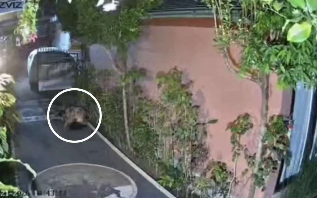 Video WNA Australia terekam CCTV berbuat tak senonoh di pekarangan rumah warga di Bali (Sumber: Facebook)