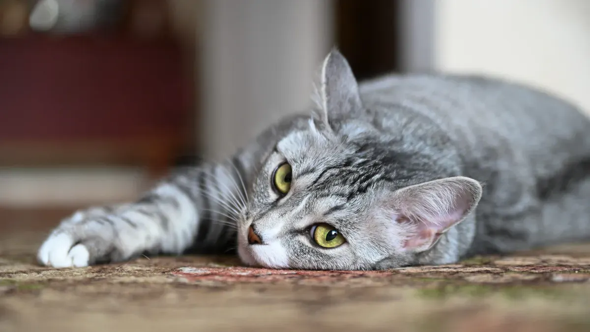 Ilustrasi - Cara merawat kucing agar tetap nyaman saat cuaca panas. (Sumber: Pexels)