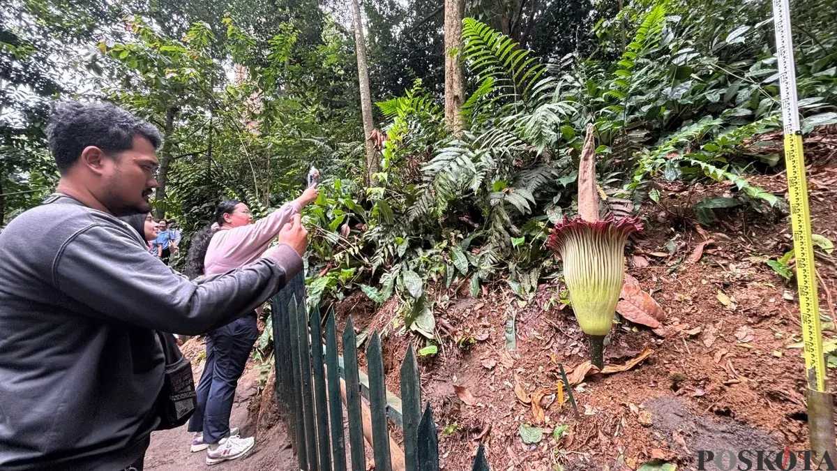 Warga mengabadikan mekarnya Amorphopallus Titanum atau bunga bangkai langka di KRB, dengan ketinggian 1,4 meter dan diameter 56 sentimeter. (Sumber: Poskota/Giffar Rivana)