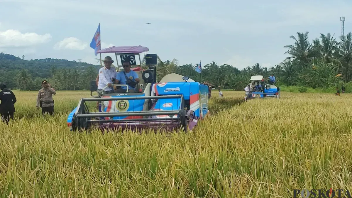Panen raya padi varietas PS-08 seluas 753 hekatre di Desa Sukarame, Kecamatan Carita, Kabupaten Pandeglang, Rabu, 11 Februari 2026. (Sumber: Poskota/Samsul Fatoni)