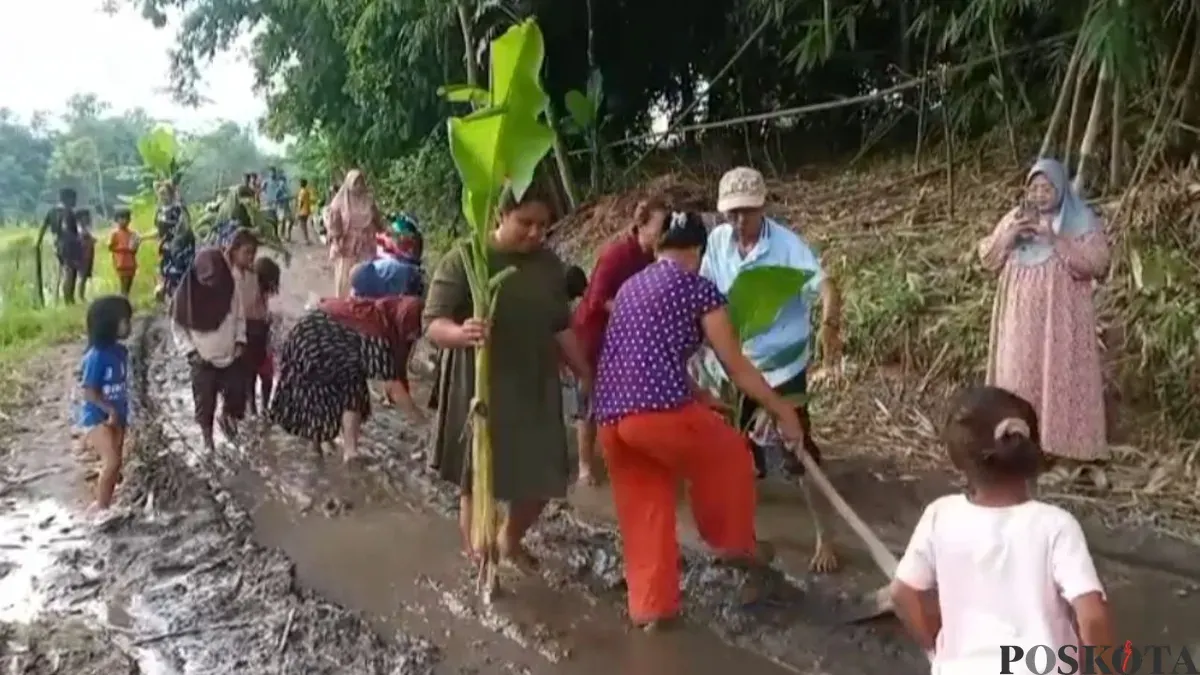 Warga Desa Intenjaya, Kacamata Cimarga, Kabupaten Lebak, menanam pohon pisang hingga padi di jalan rusak. (Sumber: Poskota/Samsul Fatoni)
