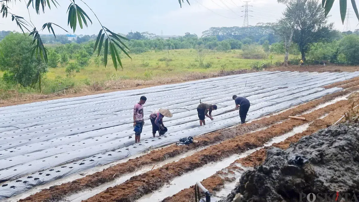 Potret pemuda Tigaraksa, Kabupaten Tangerang yang tergabung dengan Taruna Tani Milenial Al Prakarsa saat menggarap lahan tidur menjadi sektor pertanian. (Sumber: Poskota/Veronica)
