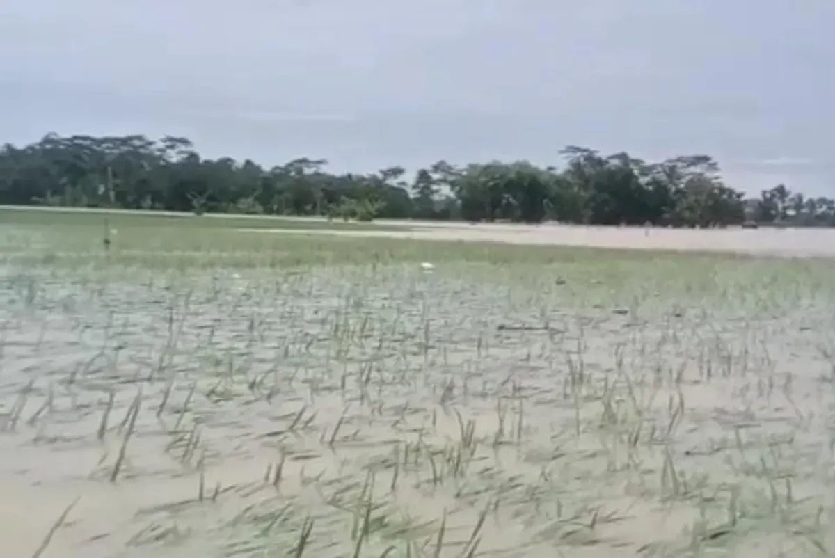 Salah satu sawah petani di Pandeglang gagal panen atau puso usai terendam banjir. (Sumber: Istimewa)