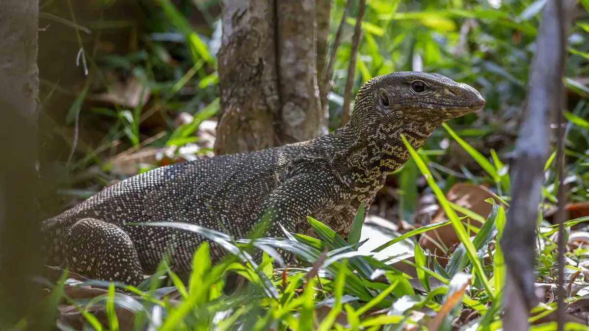 Ilustrasi seekor biawak liar. (Sumber: Freepik/@erik-karits-2093459)