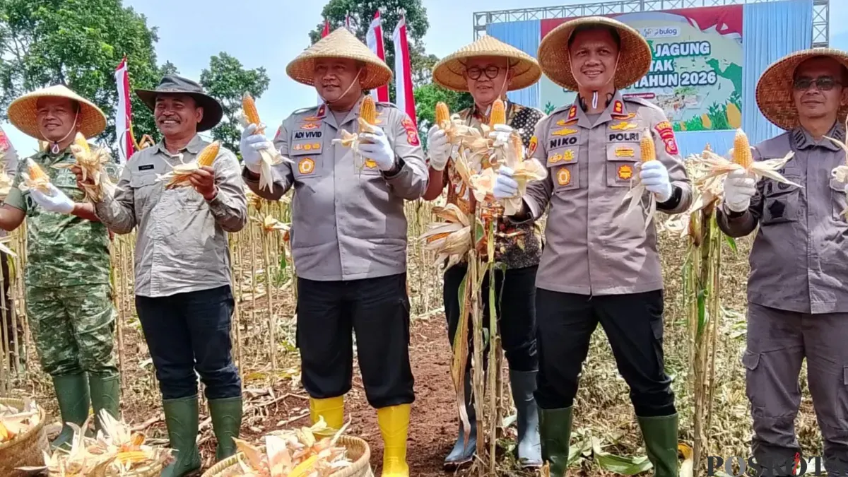 Wakapolda Jawa Barat Brigjen Pol Adi Vivid, (kiri) didampingi Kapolres Cimahi, AKBP Niko Nurulloh Adi Putra, (kanan), memanen jagung di Kecamatan Cikalongwetan, Kabupaten Bandung Barat, Kamis 8 Januari 2026. (Sumber: Poskota/Gatot Poedji Utomo)