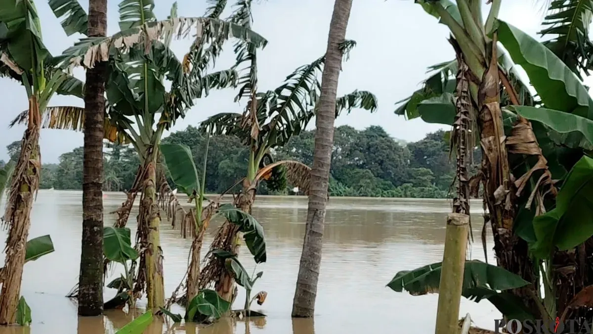 Area sawah di Desa Margasari, Kecamatan Tigaraksa, Kabupaten Tangerang, terendam banjir. (Sumber: Poskota/Veronica Prasetio)
