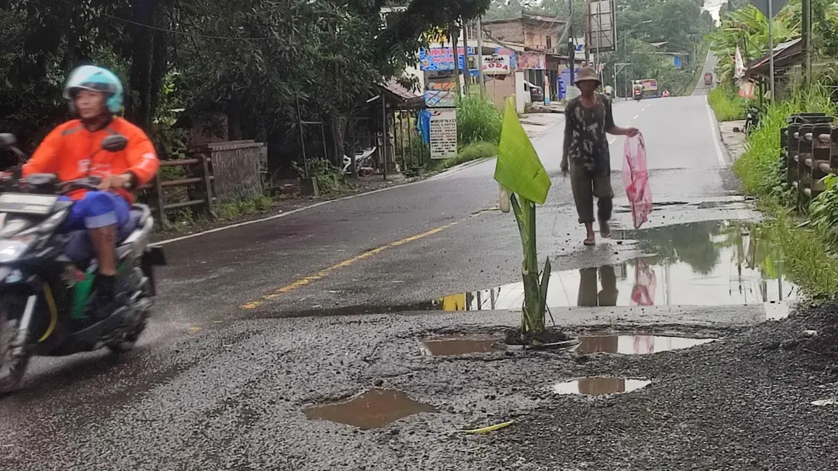 Salah satu pohon pisang yang ditanam warga di sepanjang jalur Pandeglang-Labuan sebagai bentuk protes karena jalan rusak tak kunjung diperbaiki. (Sumber: Poskota/Samsul Fatoni)