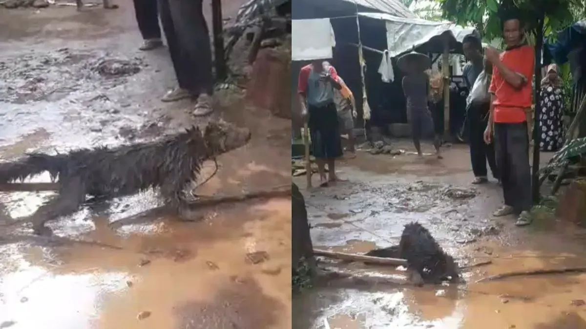 Hewan langka usai ditangkap oleh warga di Desa Cigandeng, Kecamatan Menes, Pandeglang. (Sumber: Dok. Warga)