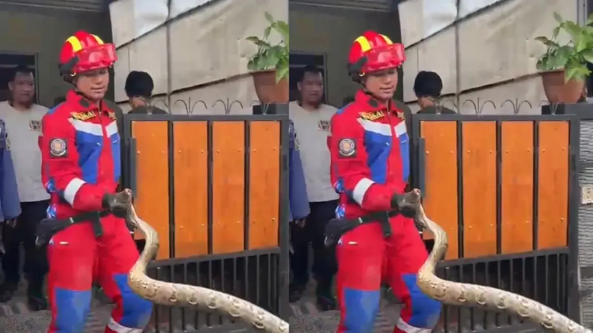 Petugas Damkar dan Penyelamatan Kabupaten Bogor mengevakuasi ular sanca yang masuk ke saluran pembuangan air rumah warga. (Sumber: tangkapan layar)