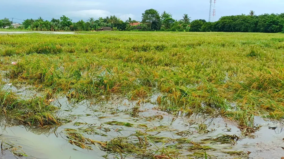 Ilustrasi sawah gagal panen karena cuaca ekstrem. (Sumber: Poskota/Veronica)