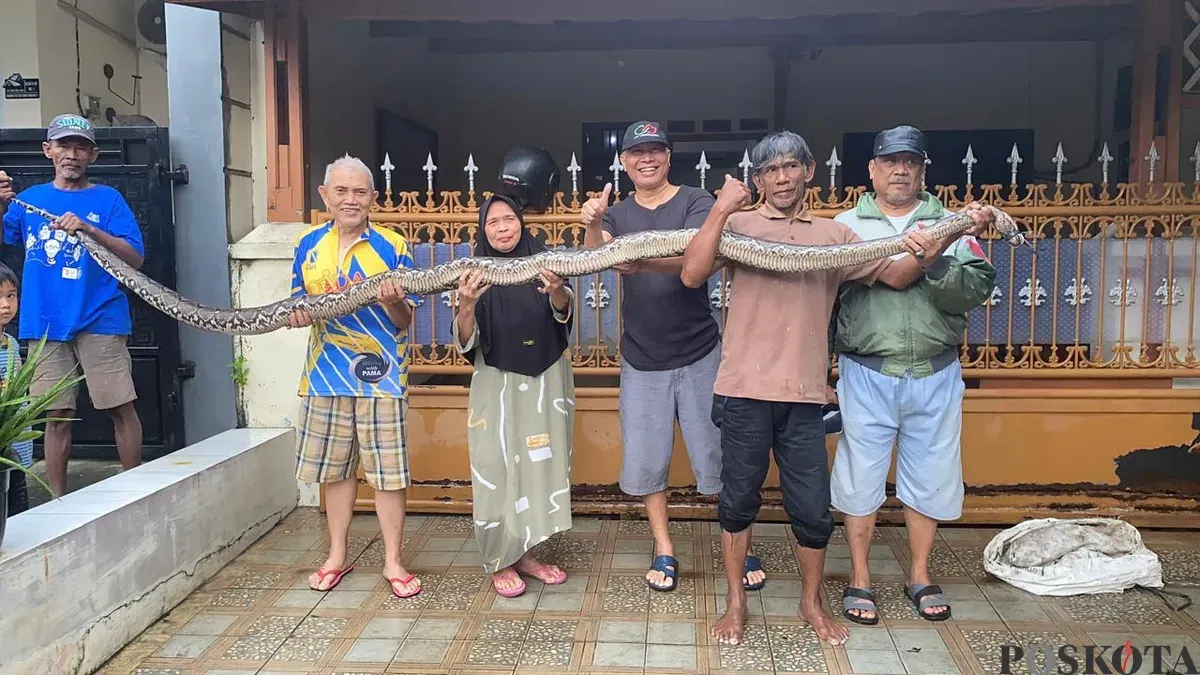 Warga Ciledug Indah 2, Kecamatan Karang Tengah, Kota Tangerang, Banten, mengangkat ular sanca batik sepanjang 4 meter, Jumat, 23 Januari 2026. (Sumber: Poskota/Guruh Nara Persada)