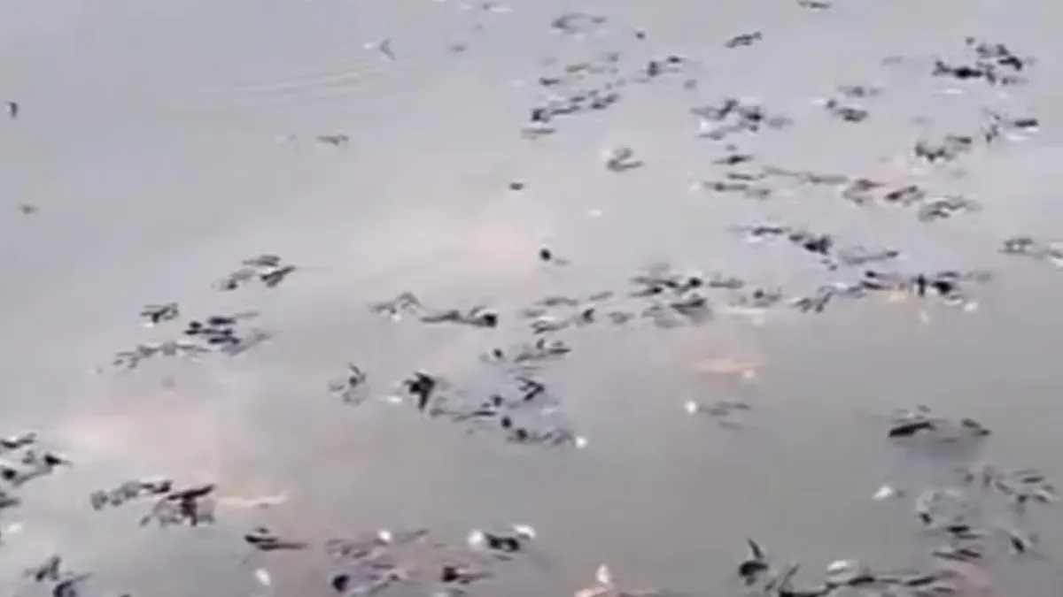Ikan di Situ Citongtut mendadak mati karena air diduga tercemar limbah berbahaya. (Sumber: Tangkapan layar video)