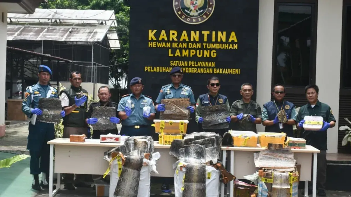 Satgas BKO TNI AL ASDP Bakauheni menggagalkan pengiriman ilegal ratusan lembar kulit satwa dan puluhan ekor kura-kura dilindungi di Sea Port Pelabuhan ASDP Bakauheni, Lampung Selatan. (Sumber: Dok. TNI AL)
