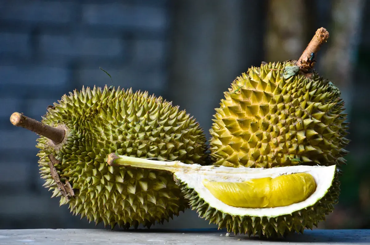 Ilustrasi buah durian. Meski kaya nutrisi dan bercita rasa khas, durian mengandung kalori serta gula yang cukup tinggi sehingga sebaiknya dikonsumsi dalam porsi yang bijak. (Sumber: Flickr)