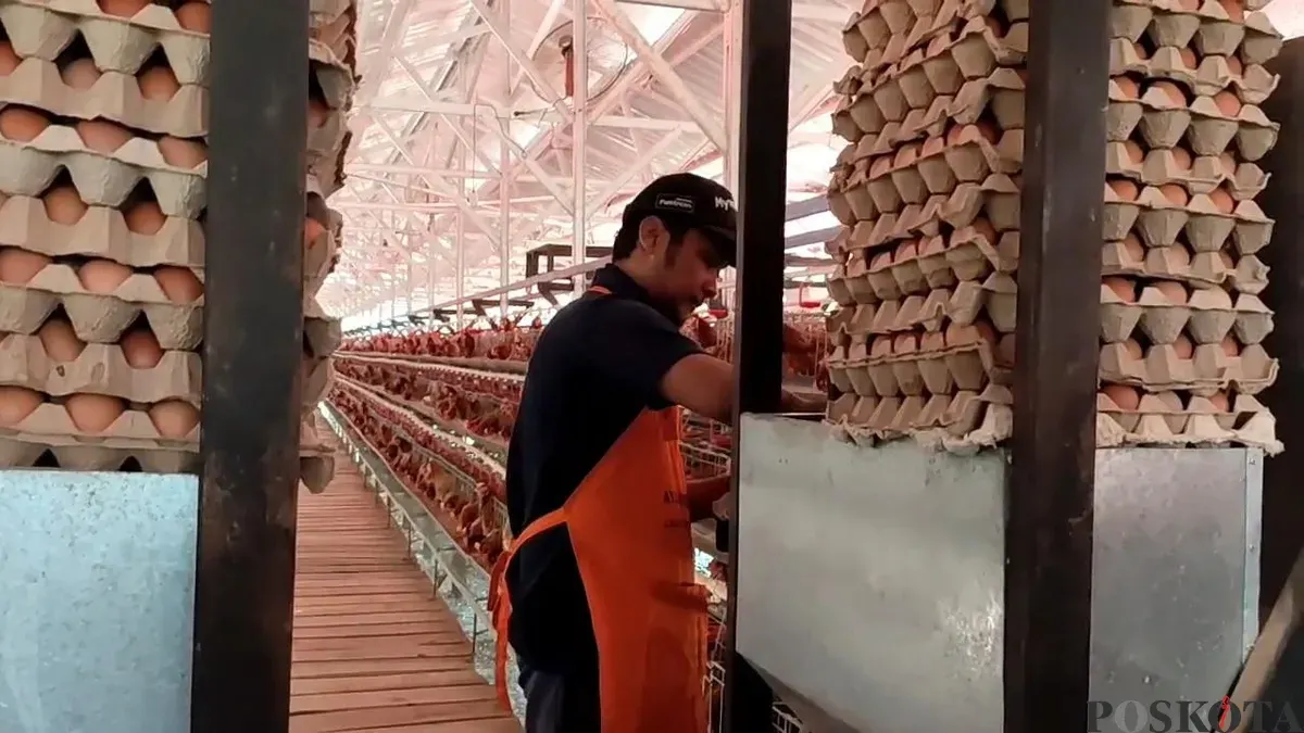 Salah seorang warga binaan Lapas Terbuka Ciangir, Kecamatan Legok, Kabupaten Tangerang, sedang mengumpulkan telur. (Sumber: Poskota/Veronica Prasetio)