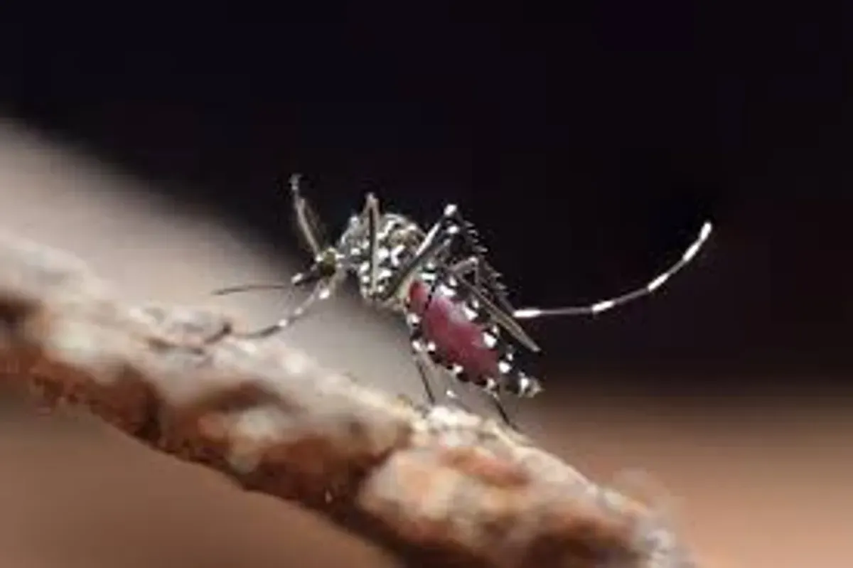 Ilustrasi nyamuk yang sedang mengisap darah manusia. Penelitian menunjukkan nyamuk memilih target berdasarkan karbon dioksida, aroma tubuh, suhu kulit, hingga faktor biologis lainnya. (Sumber: Wikimedia Commons)