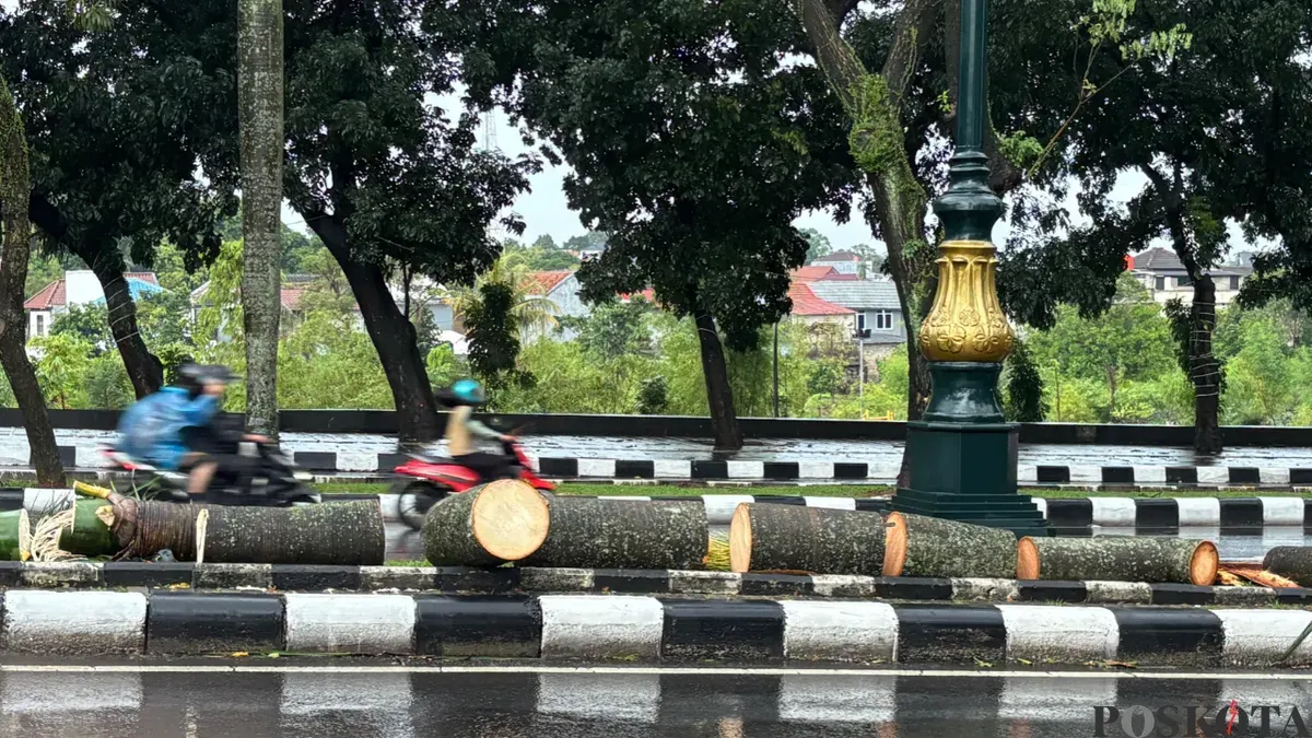 Pohon palm tumbang di Jalan Tegar Beriman, Cibinong Kabupaten Bogor, pascamenimpa pengendara motor hingga tewas. (Sumber: Poskota/Giffar Rivana)