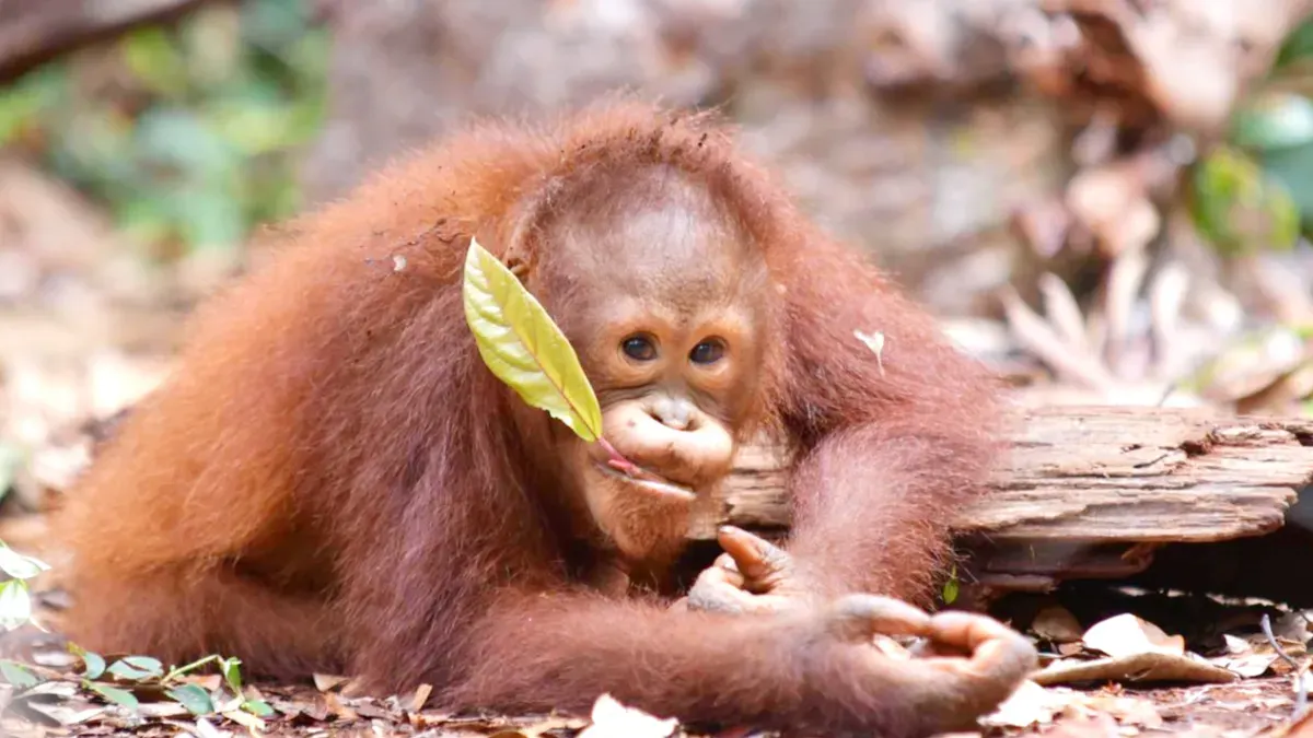 Potret Orangutan Kalimantan yang kini menjadi spesies terancam punah. (Sumber: Istimewa)