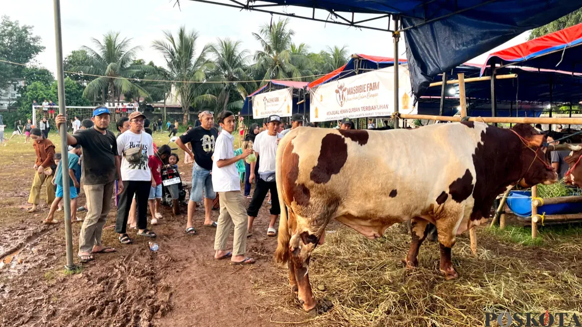 Kondisi salah satu lokasi penjualan hewan kurban sapi menjelang perayaan Iduladha di kawasan Palmerah, Jakarta Barat, Minggu, 17 Mei 2026. (Sumber: Poskota/Pandi Ramedhan)