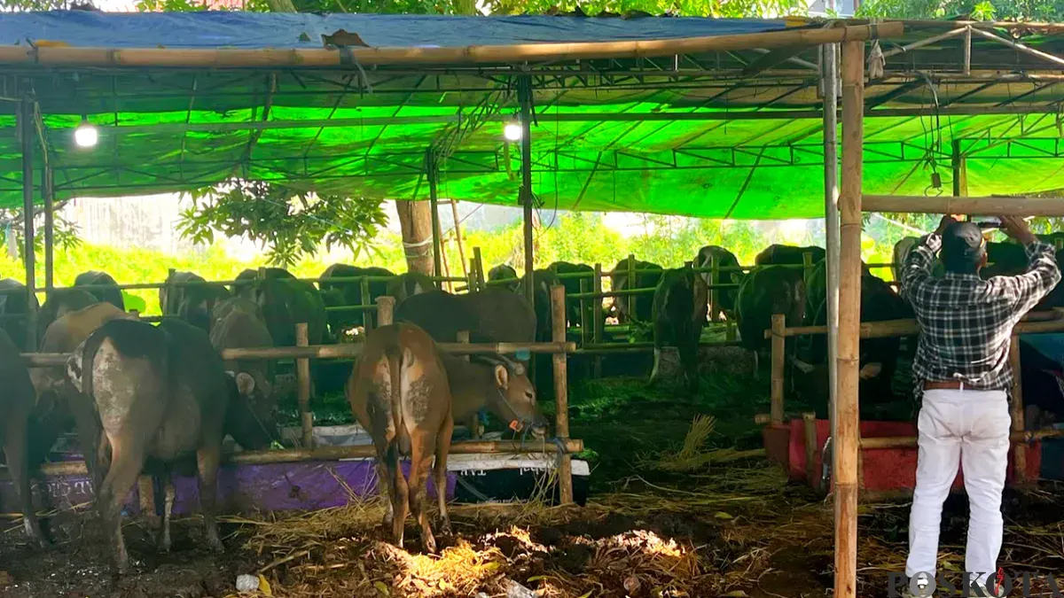 Kondisi salah satu peternakan Sapi Bali Kemanggisan di Jalan Kemanggisan Raya, Palmerah, Jakarta Barat, Minggu, 17 Mei 2026. (Sumber: Poskota/ Pandi Ramedhan)