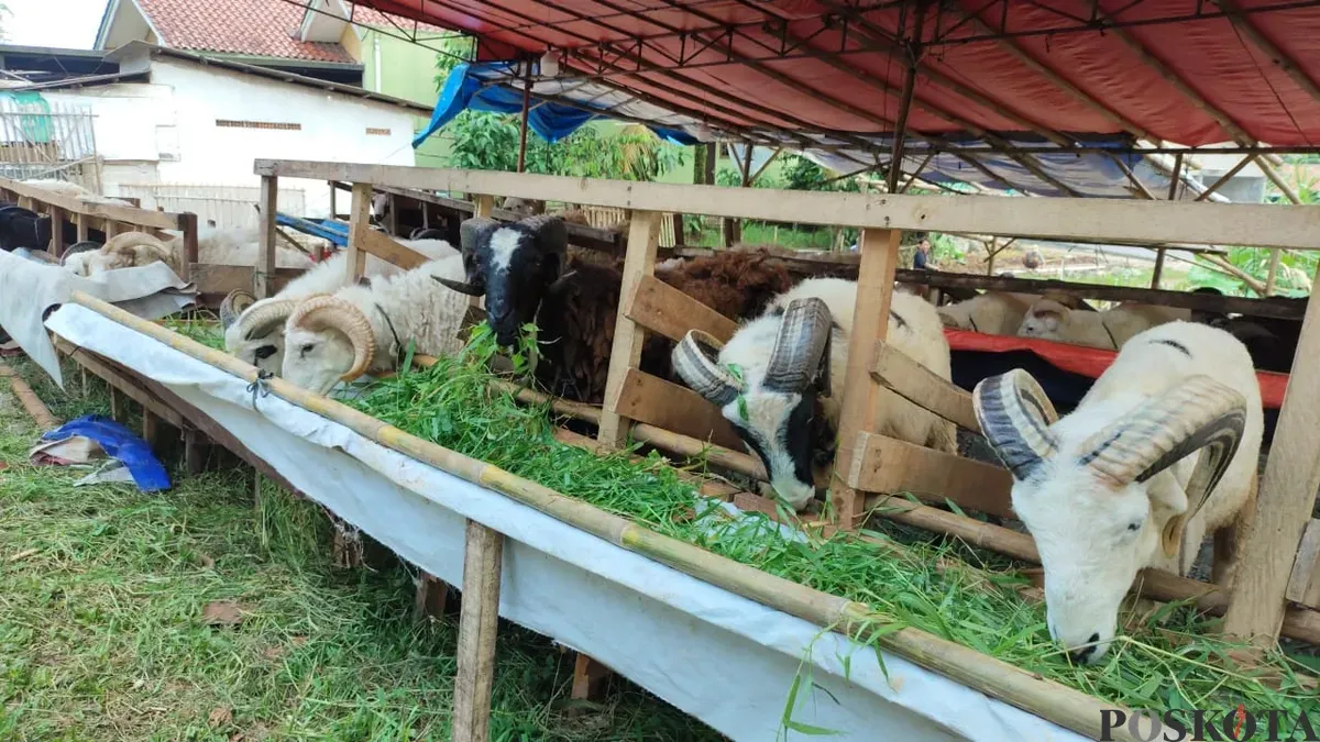 Lapak penjualan hewan kurban di wilayah Kecamatan Tigaraksa, Kabupaten Tangerang. (Sumber: Poskota/Veronica Prasetio)
