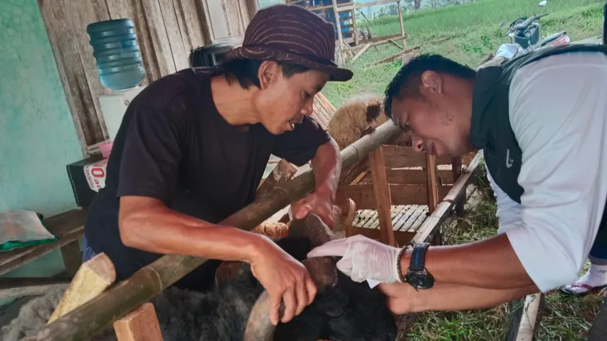 Tim kesehatan hewan saat melakukan pemeriksaan beberapa hewan kurban. (Sumber: DPKP Pandeglang)