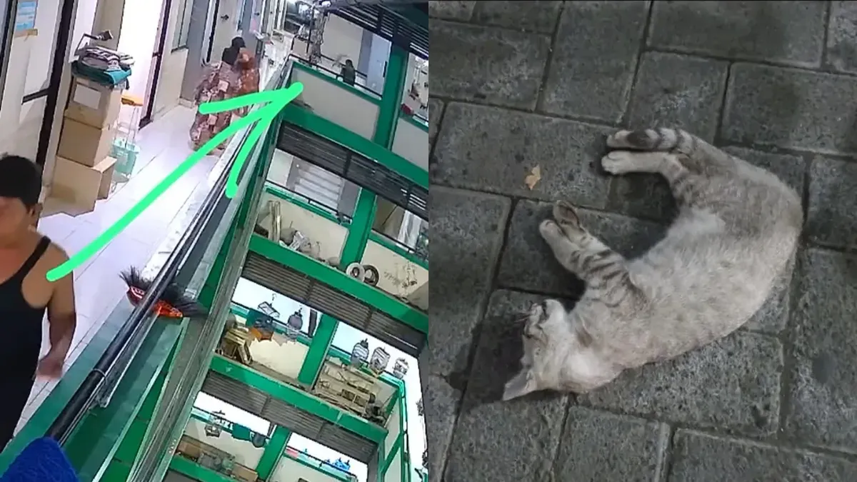 Seorang pria lempar kucing dari lantai 5 rusunawa (Dok. Threads/@noviliyamdn_)
