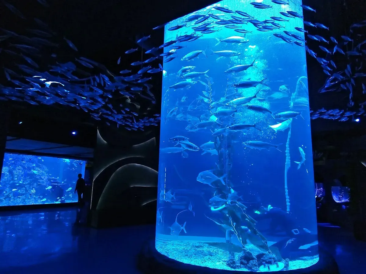 Jakarta Aquarium & Safari menjadi salah satu pilihan wisata akuarium di Jakarta yang menawarkan pengalaman mengenal kehidupan bawah laut untuk keluarga. (Sumber: Wilkipedia)