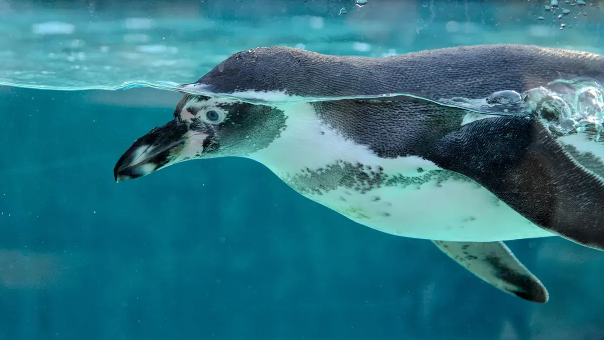 Seekor pinguin saat berenang di area akuarium. Wisata edukasi satwa di Jakarta menawarkan pengalaman berinteraksi dan melihat langsung keunikan kehidupan fauna secara lebih dekat. (Sumber: Dok. Pixabay/Dariusz Robert Drewnicki)