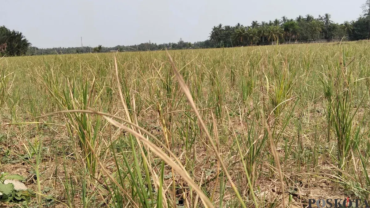 Tanaman padi petani di Kecamatan Pagelaran, Pandeglang gagal panen akibat kekeringan. (Sumber: Poskota/Samsul Fatoni)