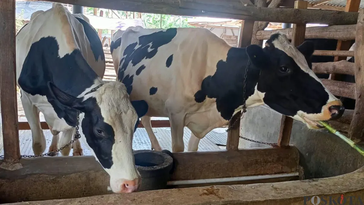 Peternak sapi perah di wilayah Lembang Kabupaten Bandung Barat, kesulitan dapat pakan hijauan di musim kemarau. (Sumber: Poskota/Gatot Poedji Utomo)
