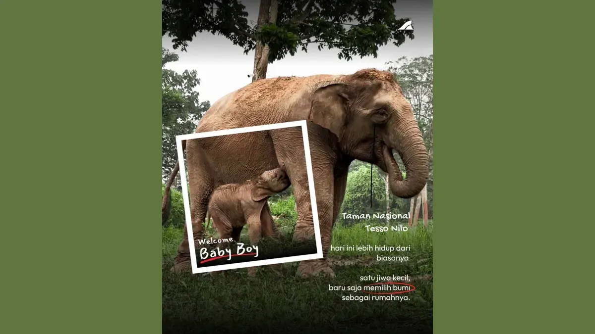 Kelahiran bayi gajah sumatra di Taman Nasional Tesso Nilo pada Senin, 28 September 2026. (Sumber: Dok. Instagram/@btn_tessonilo)