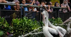 Ilustrasi pengunjung menyaksikan aneka jenis hewan saat mengisi masa libur di Taman Margasatwa Ragunan, Jakarta Selatan. (Sumber: Poskota/Bilal Nugraha Ginanjar)