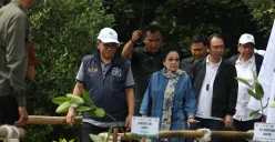 Pramono Anung dan Megawati Soekarnoputri menanam pohon mangrove di kawasan Hutan Lindung Angke Kapuk, Penjaringan, Jakarta Utara, Minggu, 20 April 2025. (Sumber: Poskota/Pandi Ramedhan)
