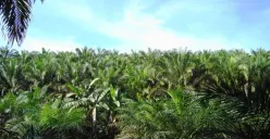 Ilustrasi perkebunan kelapa sawit. (Sumber: Wikimedia Commons)
