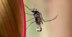 Hari Malaria Sedunia Diperingati 25 April: Ini Sejarah, Tujuan, Tema, dan Penyebabnya (Sumber: Unsplash/David Clode)