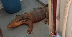 Biawak masuk ke dalam kamar mandi rumah warga di Curug, Bojongsari, Kota Depok, Selasa, 29 April 2025. (Sumber: Dok. Damkar Depok)