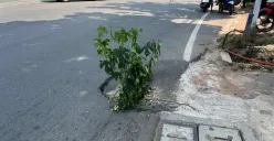 Kondisi jalan berlubang di Jalan Duri Raya, Duri Kepa, Kebon Jeruk, Jakbar, dikeluhkan warga. (Sumber: Poskota/Pandi Ramedhan)