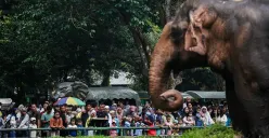 Ilustrasi, pengunjung memadati area kandang gajah di Taman Margasatwa Ragunan, Jakarta, saat libur panjang.  (Sumber: Poskota/Bilal Nugraha Ginanjar)