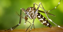 Ilustrasi meningkatnya kasus chikungunya di Kota Bekasi. (Sumber: worldmosquitoprogram)