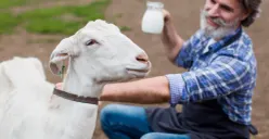 Mengenal lebih jauh tentang segala hal tentang susu kambing. (Sumber: freepik)