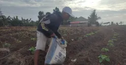 Petani di Kampung Talun, Desa/Kecamatan Jiput, Kabupaten Pandeglang, sedang menyerbuk tanaman timun suri yang akan dipanen sebelum bulan Ramadan. (Sumber: Poskota/Samsul Fatoni)