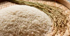 Ilustrasi Prof. Herry S. Utomo menciptakan varietas padi tinggi protein bernama Cahokia Rice. (Sumber: Freepik/zirconicusso)