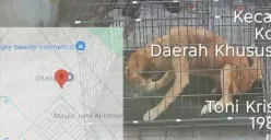 Seekor anjing liar diamankan petugas pemadam kebakaran karena meresahkan warga Jalan Prepedan Dalam RT 10 RW 09, Kamal, Kalideres, Jakarta Barat. (Sumber: Damkar)