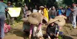 Puluhan warga Desa Karyajaya, Kecamatan Cimarga, Kabupaten Lebak, saat melakukan aksi tanam padi di jalan rusak. (Sumber: Istimewa)