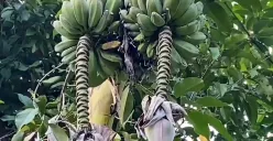 Pohon pisang yang memiliki dua tandan milik petani di Kampung Cempa, Desa Cilangkap, Kecamatan Kalanganyar, Kabupaten Lebak. (Sumber: Dok Warga)