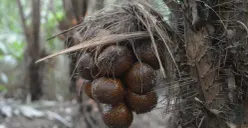 Ilustrasi Buah Salak (Sumber: Pinterest)