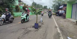 Batang pohon pisang diletakkan di tengah jalan nasional Pandeglang-Labuan, Pasirerih, Cisata, Pandeglang, Jumat, 21 Maret 2025. Jalan tersebut rusak parah. (Sumber: Poskota/Samsul Fatoni)