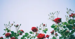 Rahasia mawar rimbun, coba teknik prunning Ini hasilnya bikin takjub. (Sumber: Pixabay/subak214)