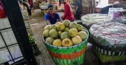 Pedagang mendorong wadah berisi buah timun suri di Pasar Induk Kramat Jati, Jakarta Timur, Senin (10/3). (Sumber: Poskota/Bilal Nugraha Ginanjar)